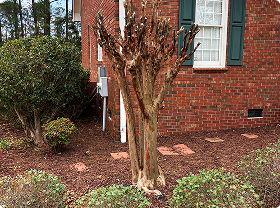 Tree and shrub care